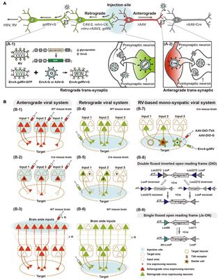 Convergence Circuit Mapping: Genetic Approaches From Structure to Function